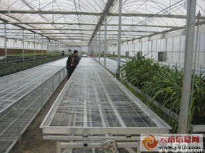 專業承接各類鋼架大棚工程 聯棟大棚、插地棚、溫室餐廳與智能溫室